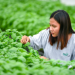 DENSO PH to boost local agri through automation in Batangas Smart AgriTech Farm