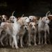 Over 150 dogs join race to support Venezuelan shelters