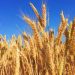 Asian wheat buyers to seek alternative supplies after attacks on Ukraine ports
