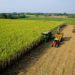 Investor pressure group urges G20 to reform agricultural subsidies