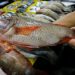 Fish supply deficit seen in 4th quarter