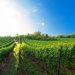 English Wine Producers Anticipate Bumper Harvests Following July Rainfall