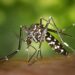 Mosquito-borne dengue grows deadlier in South Asia as planet warms