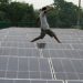 More Filipinos turn to solar panels as energy costs bite