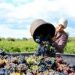 English winemakers set to record record crop after ‘exceptional’ conditions