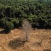Forests key to climate fight along with cutting fossil fuels, study suggests