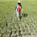 BSP: El Niño to weigh on inflation through 1st half