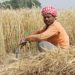 India’s farmers wrestle with shift to eco-friendly agriculture