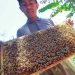 Beekeepers to be tapped for export markets