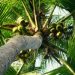 Biodiesel manufacturer sees higher coconut content improving mileage