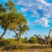 List of Things To Pack For Kruger National Park Tours
