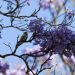 Early jacaranda bloom sparks debate about climate change in Mexico