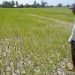 PHL among most at-risk countries to food security shocks — Moody’s