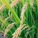 Rice variety resistant to heat, drought to be launched in 2026, IRRI says