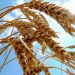 EU to impose tariffs on Russian grain imports, FT reports
