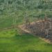 Reading the ruins of Amazon fires, scientists see crisis ahead