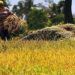 PSA hikes 1st quarter palay output estimate