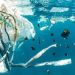 Planet vs Plastics: Transitioning to Circular Economy
