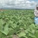 Tobacco growers: Illegal vapes threatening farmer livelihoods