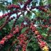 Coffee production hampered by small scale of growers’ farms