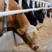 Livestock output seen rising even as El Niño batters feed crops