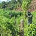 P48-M marijuana farm destroyed