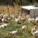 Poultry shipments from Michigan barred