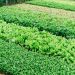 Can Philippine manufacturing ever recover? First comes an Agricultural Revolution