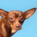 Your guide to pet safety this New Year’s Eve