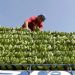 PHL’s FTA with South Korea to take effect on Dec. 31