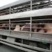 New ASF zoning rules to be issued by January