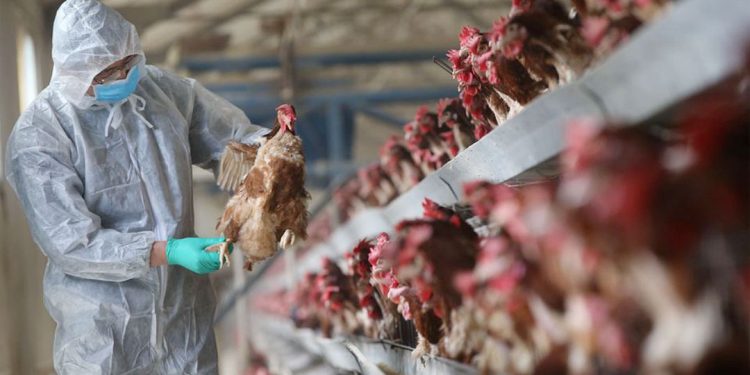 NZ poultry imports banned after bird flu outbreak