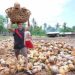 Coconut yields could fall 20% due to El Niño stress
