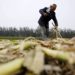 New deal inked for corn farmers