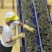 Canning raw material tariff cut seen reducing prices of canned goods