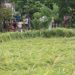 Palay production to rebound in 2025