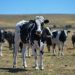 Ban on Russian meat imports lifted following FMD-free declaration