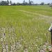 2024 farm output shrinks 2.2%