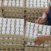 Small egg producers targeted in livelihood support program