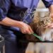 How Unleashed Spa is Transforming Cat Grooming in NYC