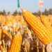 Corn production to be disrupted by rains