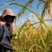 ASEAN agricultural trade touted as opportunity to boost food security