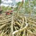 Sugar regulator to set up soil lab in Bukidnon to help drive production