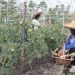 Sowing seeds for economic empowerment: SMPC’s Agro Model Farm bolsters food security, self-sufficiency in island economy
