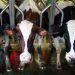 Dairy regulator to open 5 stock farms by April