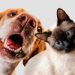 Pet lifestyle app launches dating, telemedicine services