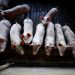PHL among targets for Brazilian pork exports as China demand weakens