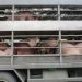Hog farms invited to join direct-sourcing scheme