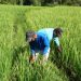 Hunger knocks on door as Philippine farmers vanish