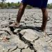 FAO designates 100 sites in PHL to receive climate-change projects